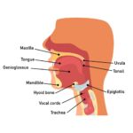 THROAT ANATOMY